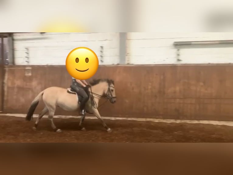 Weitere Ponys/Kleinpferde Mix Stute 5 Jahre 127 cm Buckskin in Bothel