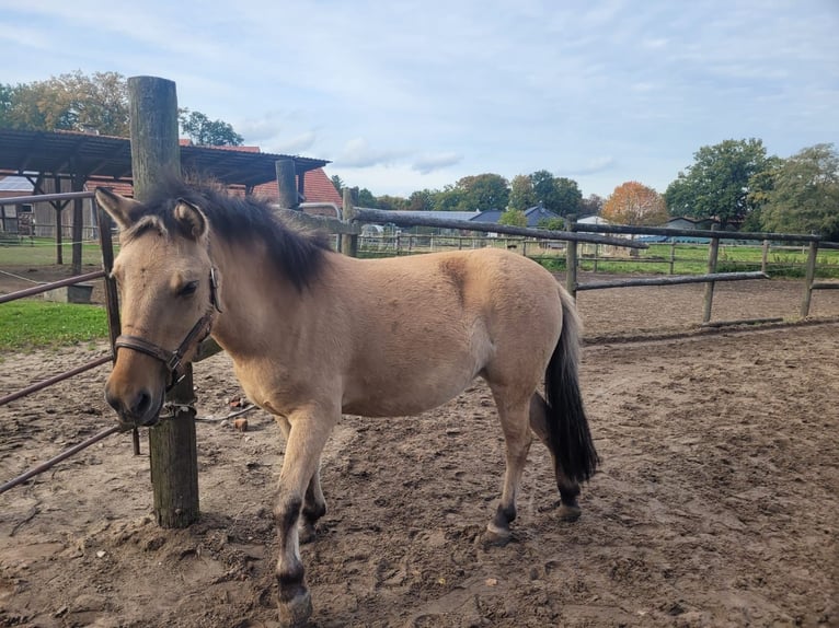 Weitere Ponys/Kleinpferde Mix Stute 5 Jahre 127 cm Buckskin in Bothel