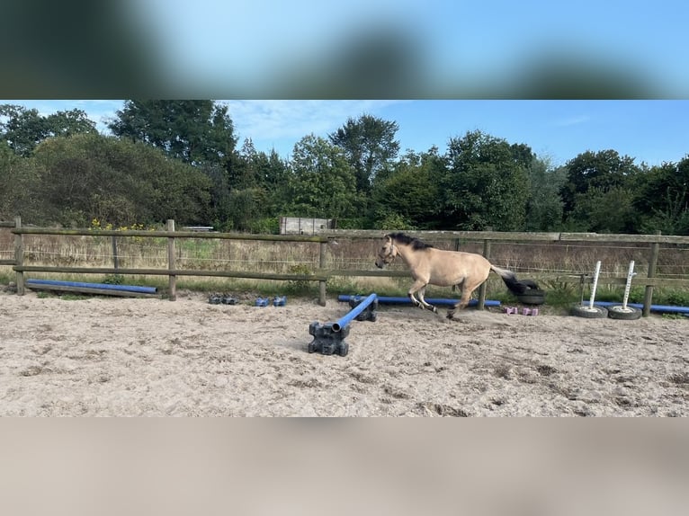 Weitere Ponys/Kleinpferde Mix Stute 5 Jahre 127 cm Buckskin in Bothel