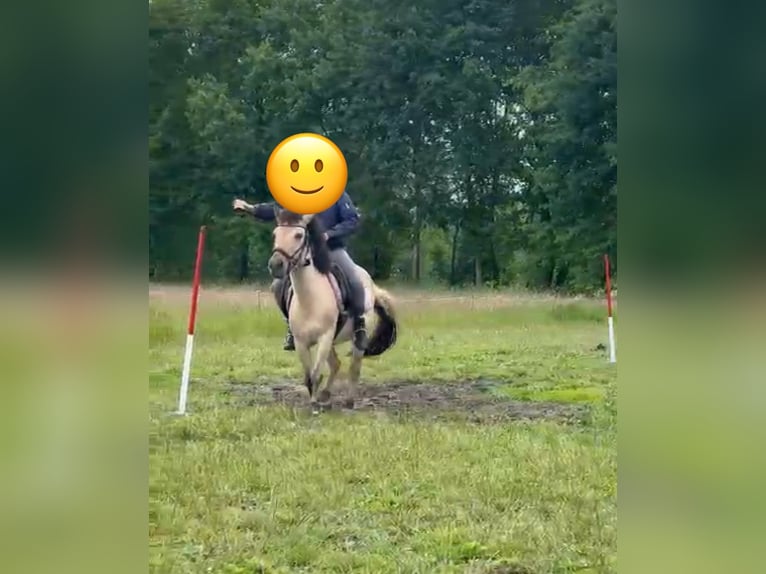 Weitere Ponys/Kleinpferde Mix Stute 5 Jahre 127 cm Buckskin in Bothel