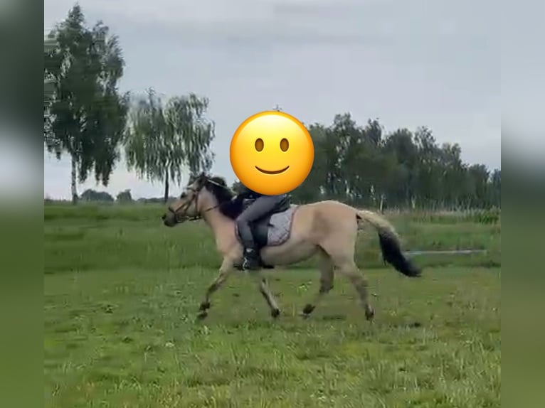 Weitere Ponys/Kleinpferde Mix Stute 5 Jahre 127 cm Buckskin in Bothel