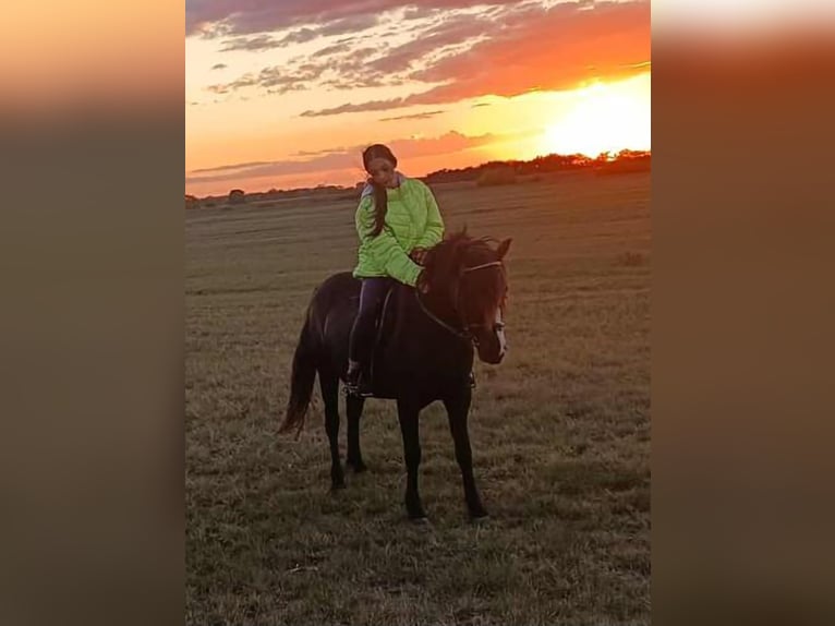 Weitere Ponys/Kleinpferde Stute 5 Jahre 127 cm Rappe in Rechnitz