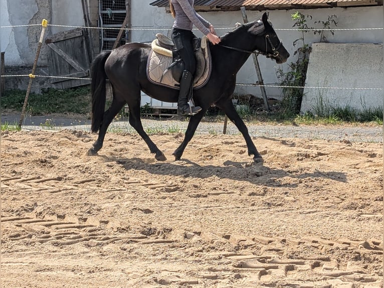 Weitere Ponys/Kleinpferde Stute 5 Jahre 128 cm Rappe in Morsbach