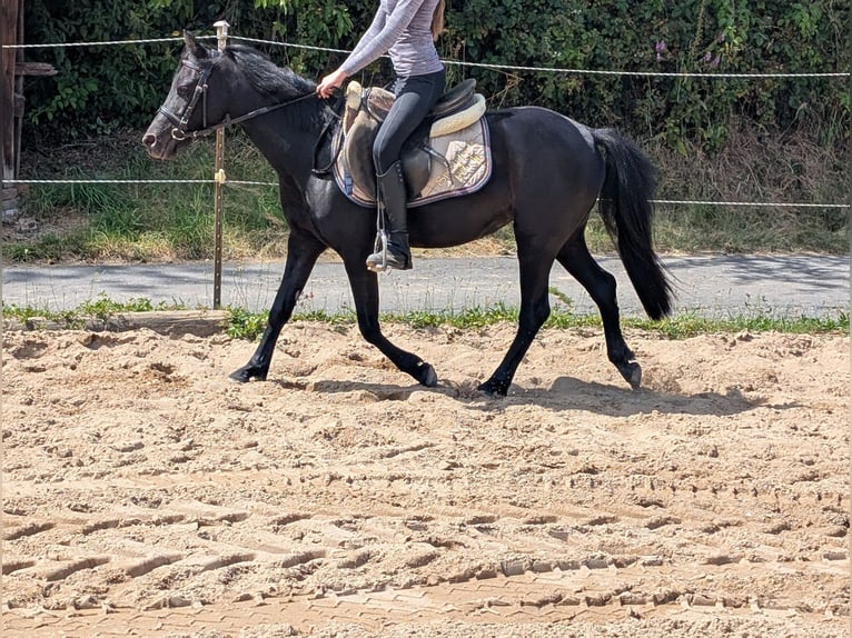 Weitere Ponys/Kleinpferde Stute 5 Jahre 128 cm Rappe in Morsbach