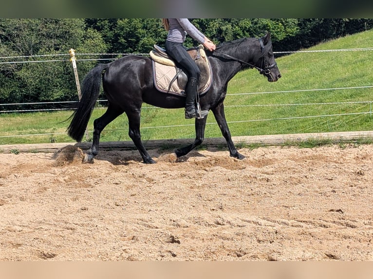 Weitere Ponys/Kleinpferde Stute 5 Jahre 128 cm Rappe in Morsbach