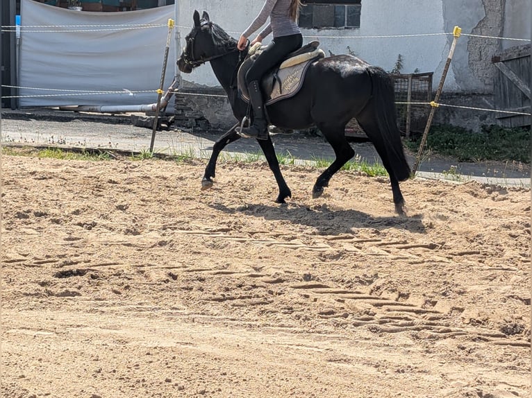 Weitere Ponys/Kleinpferde Stute 5 Jahre 128 cm Rappe in Morsbach