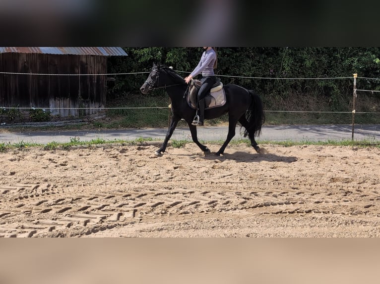 Weitere Ponys/Kleinpferde Stute 5 Jahre 128 cm Rappe in Morsbach