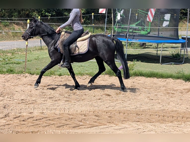 Weitere Ponys/Kleinpferde Stute 5 Jahre 128 cm Rappe in Morsbach