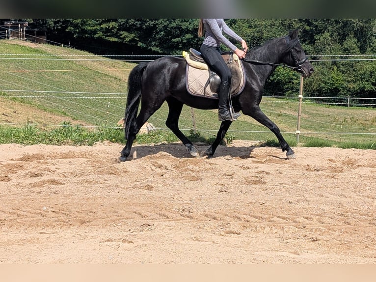 Weitere Ponys/Kleinpferde Stute 5 Jahre 128 cm Rappe in Morsbach