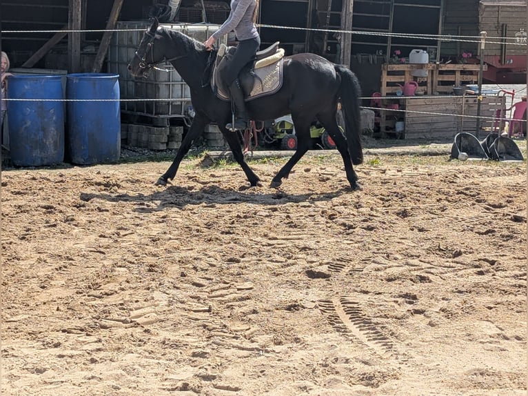 Weitere Ponys/Kleinpferde Stute 5 Jahre 128 cm Rappe in Morsbach