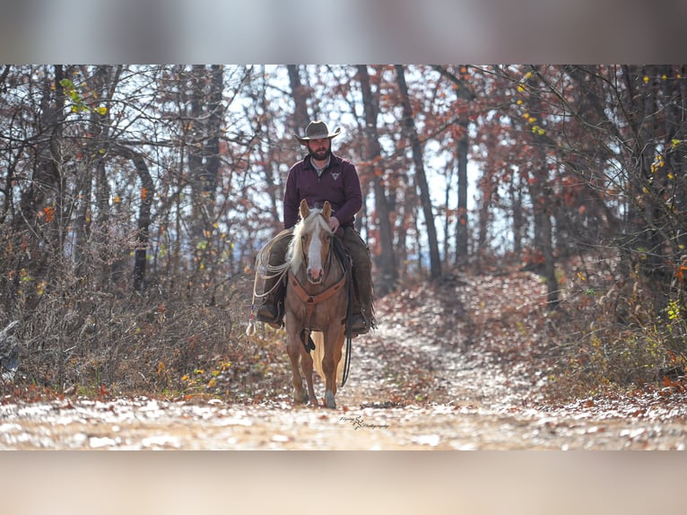 Weitere Ponys/Kleinpferde Stute 5 Jahre 135 cm Palomino in Weaubleau