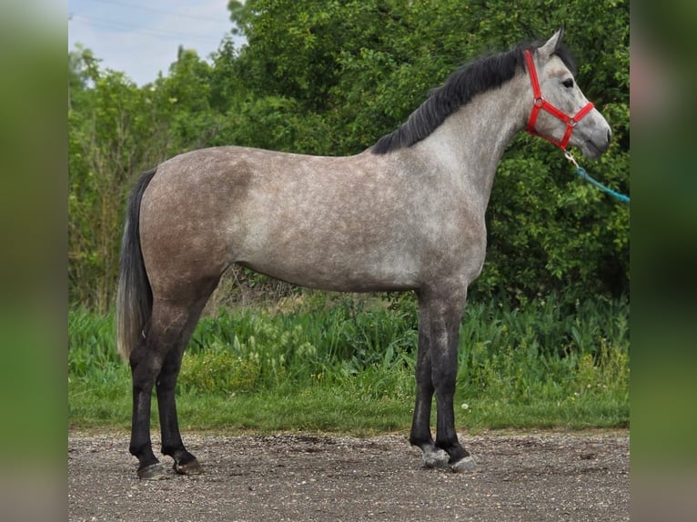Weitere Ponys/Kleinpferde Stute 5 Jahre 135 cm Schimmel in B&#xE9;k&#xE9;scsaba