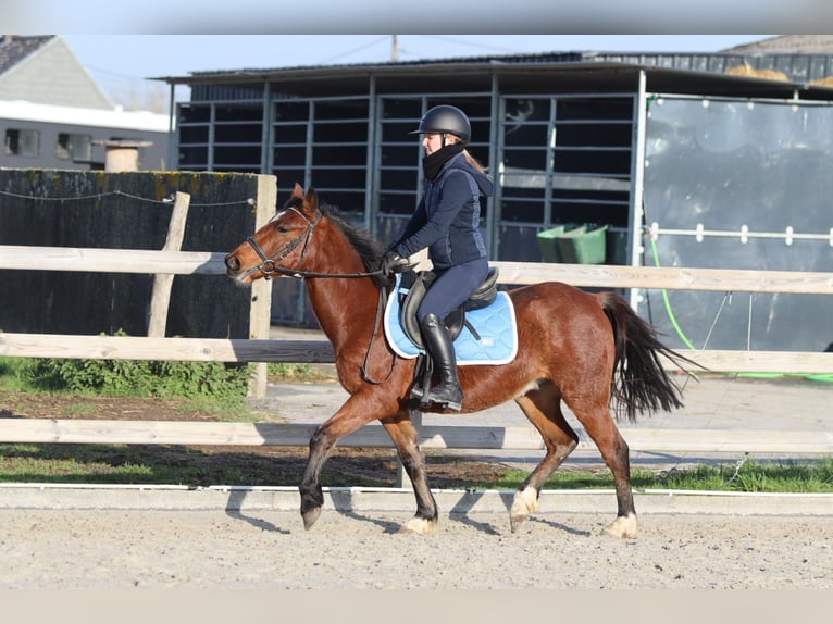 Weitere Ponys/Kleinpferde Stute 5 Jahre 140 cm Brauner in Bogaarden
