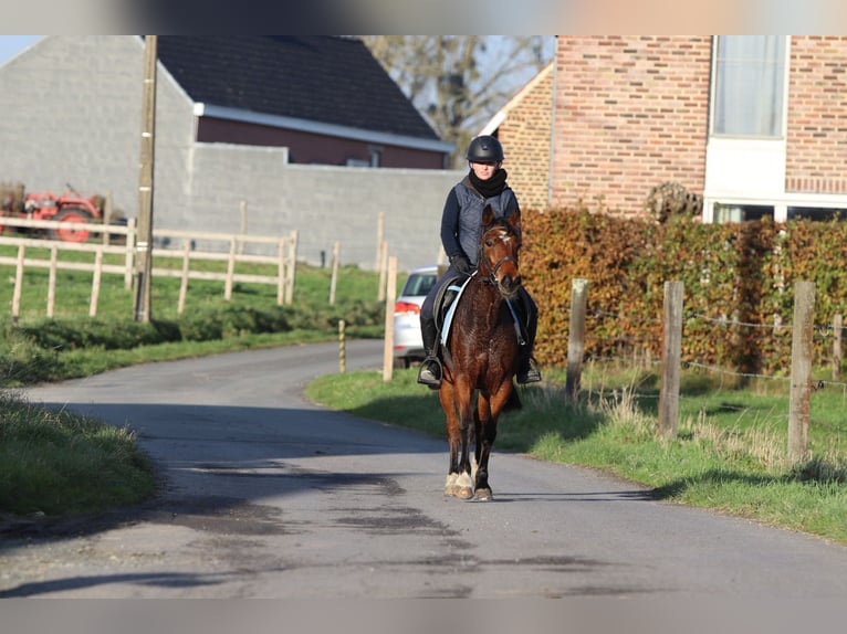 Weitere Ponys/Kleinpferde Stute 5 Jahre 140 cm Brauner in Bogaarden
