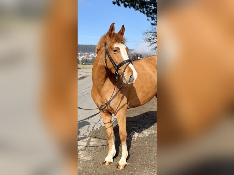 Weitere Ponys/Kleinpferde Stute 5 Jahre 140 cm Fuchs in Pelmberg