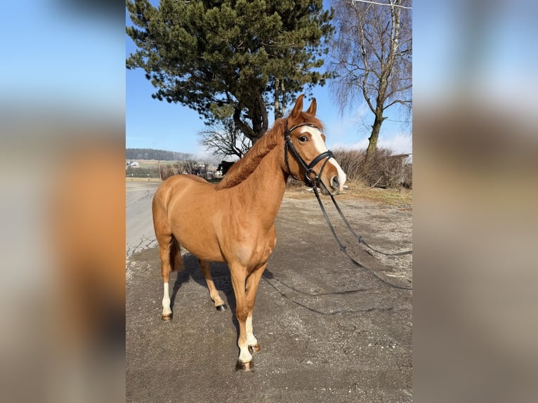 Weitere Ponys/Kleinpferde Stute 5 Jahre 140 cm Fuchs in Pelmberg