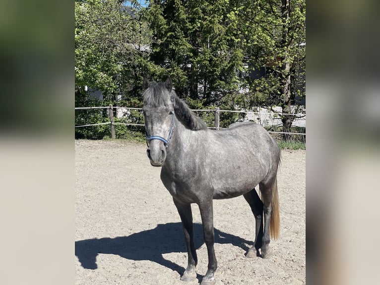Weitere Ponys/Kleinpferde Stute 5 Jahre 140 cm Schimmel in Eben im PongaU