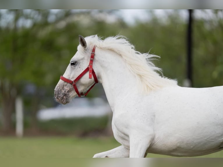 Weitere Ponys/Kleinpferde Stute 5 Jahre 141 cm Schimmel in G&#xF6;tzendorf an der Leitha