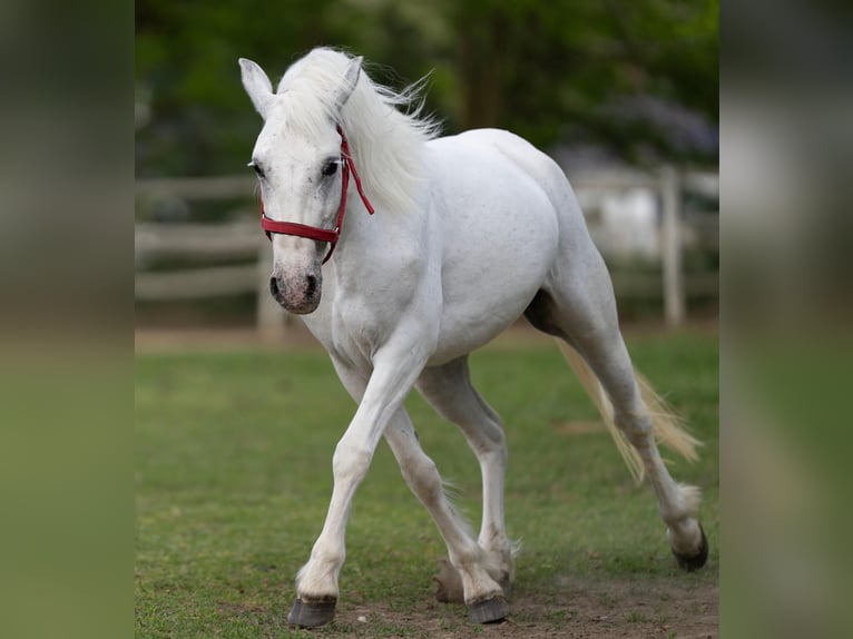 Weitere Ponys/Kleinpferde Stute 5 Jahre 141 cm Schimmel in G&#xF6;tzendorf an der Leitha