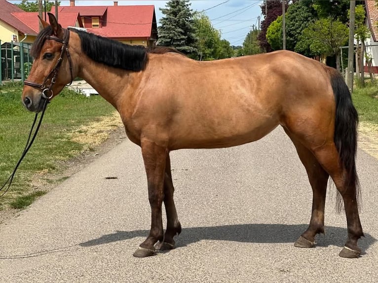 Weitere Ponys/Kleinpferde Stute 5 Jahre 142 cm Fuchs in Bócsa