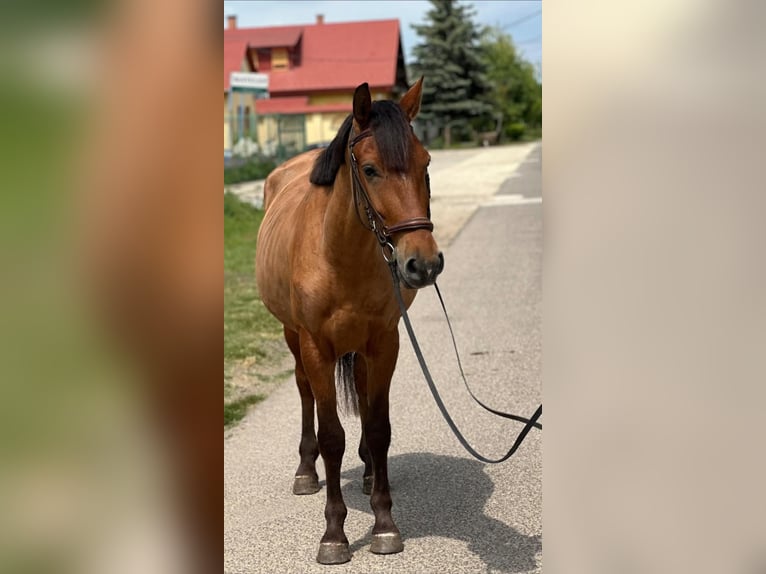 Weitere Ponys/Kleinpferde Stute 5 Jahre 142 cm Fuchs in Bócsa