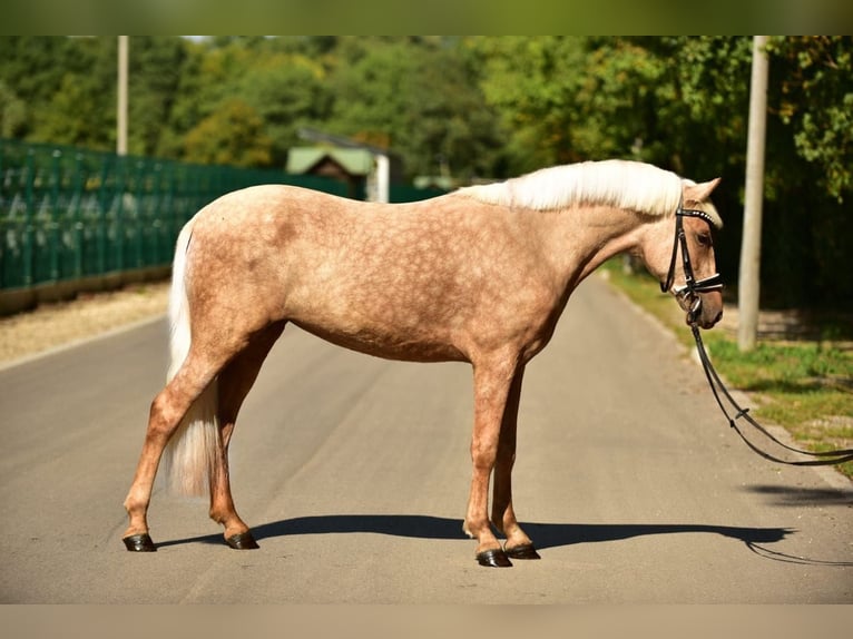 Weitere Ponys/Kleinpferde Stute 5 Jahre 142 cm Palomino in Grieselstein