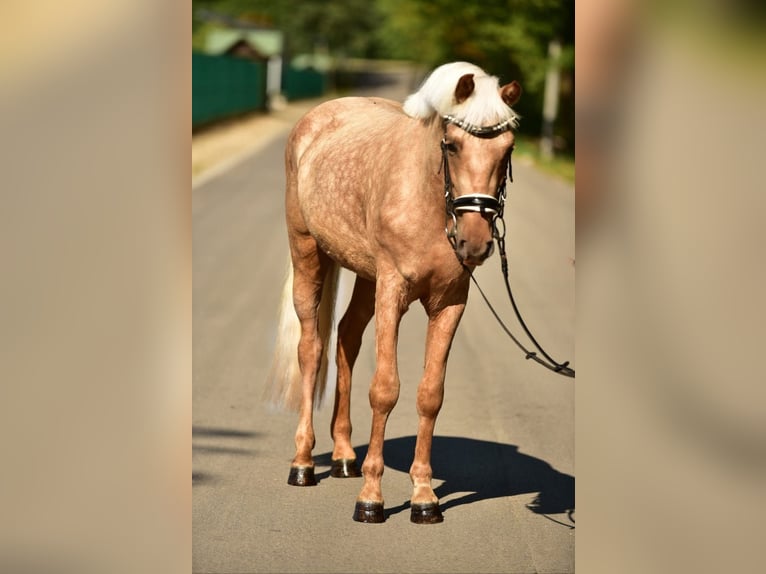 Weitere Ponys/Kleinpferde Stute 5 Jahre 142 cm Palomino in Grieselstein