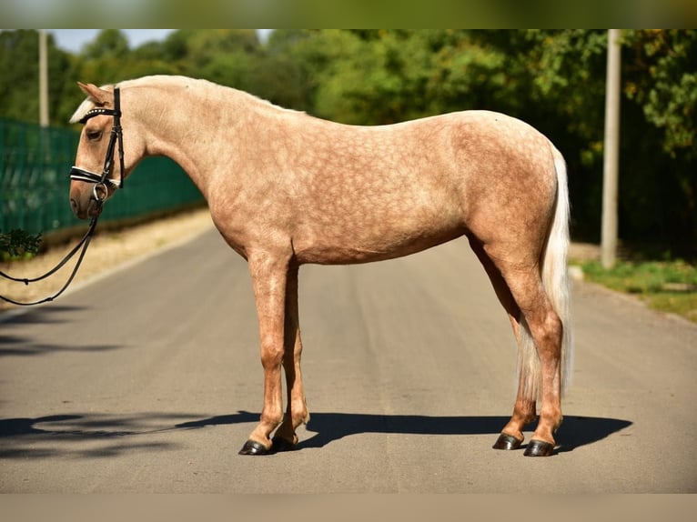 Weitere Ponys/Kleinpferde Stute 5 Jahre 142 cm Palomino in Grieselstein