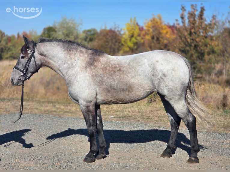 Weitere Ponys/Kleinpferde Mix Stute 5 Jahre 142 cm Roan-Blue in Pastetten