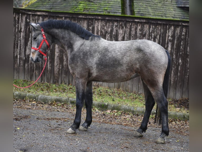 Weitere Ponys/Kleinpferde Stute 5 Jahre 142 cm Rotschimmel in Gyula