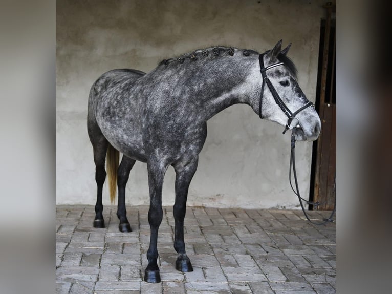 Weitere Ponys/Kleinpferde Stute 5 Jahre 143 cm Apfelschimmel in Neu Gaarz