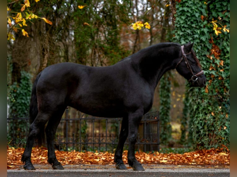 Weitere Ponys/Kleinpferde Stute 5 Jahre 144 cm Rappe in B&#xE9;k&#xE9;scsaba