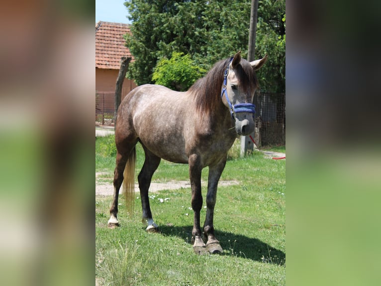 Weitere Ponys/Kleinpferde Stute 5 Jahre 145 cm Apfelschimmel in Békés