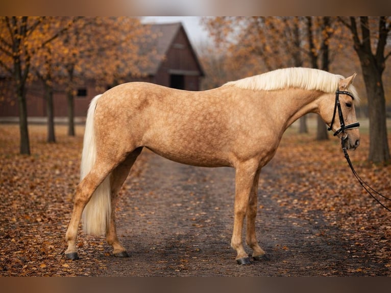 Weitere Ponys/Kleinpferde Stute 5 Jahre 145 cm Palomino in Békéscsaba