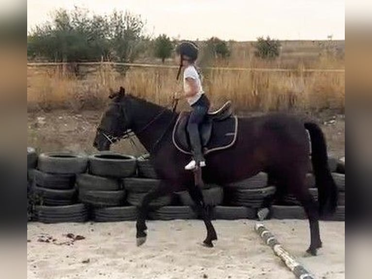 Weitere Ponys/Kleinpferde Mix Stute 5 Jahre 145 cm Rappe in Senovo