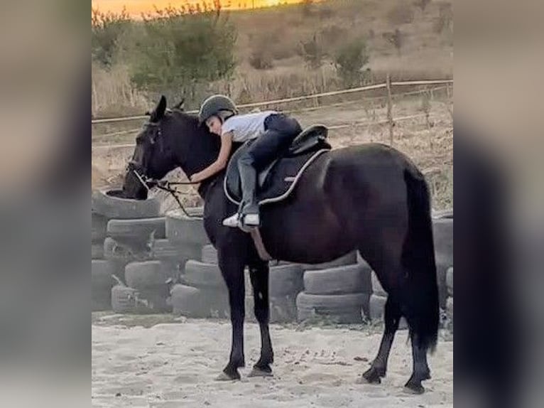 Weitere Ponys/Kleinpferde Mix Stute 5 Jahre 145 cm Rappe in Senovo