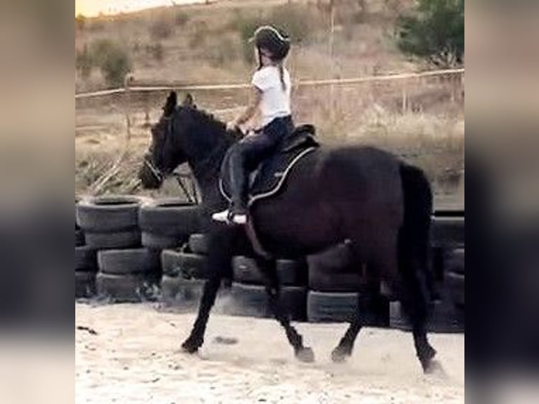 Weitere Ponys/Kleinpferde Mix Stute 5 Jahre 145 cm Rappe in Senovo