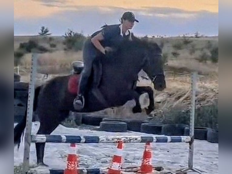 Weitere Ponys/Kleinpferde Mix Stute 5 Jahre 145 cm Rappe in Senovo