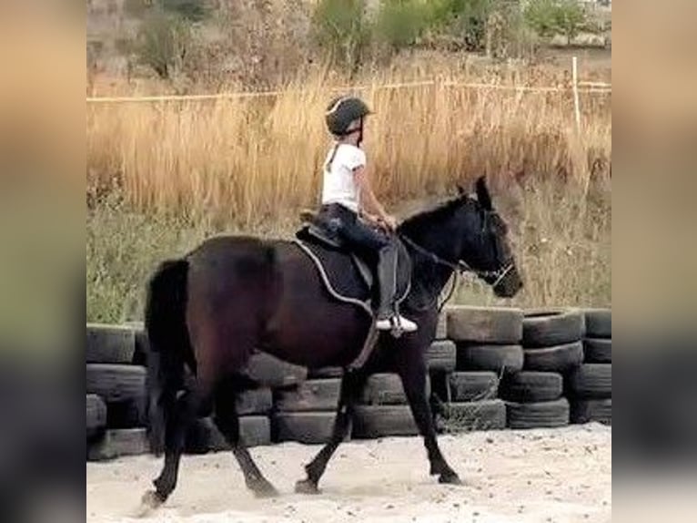 Weitere Ponys/Kleinpferde Mix Stute 5 Jahre 145 cm Rappe in Senovo