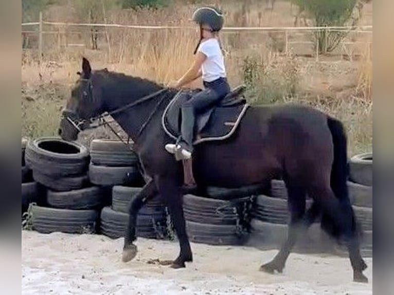 Weitere Ponys/Kleinpferde Mix Stute 5 Jahre 145 cm Rappe in Senovo