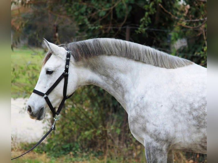Weitere Ponys/Kleinpferde Stute 5 Jahre 145 cm Schimmel in Szarvas
