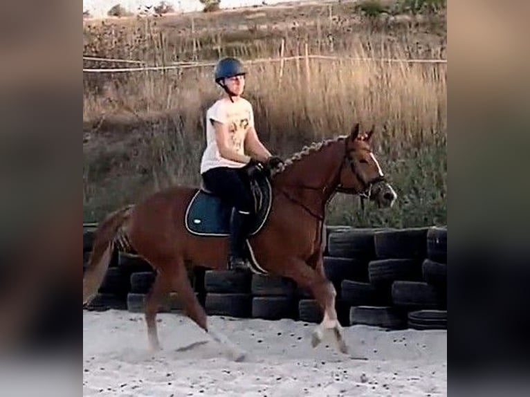 Weitere Ponys/Kleinpferde Mix Stute 5 Jahre 146 cm Fuchs in Senovo