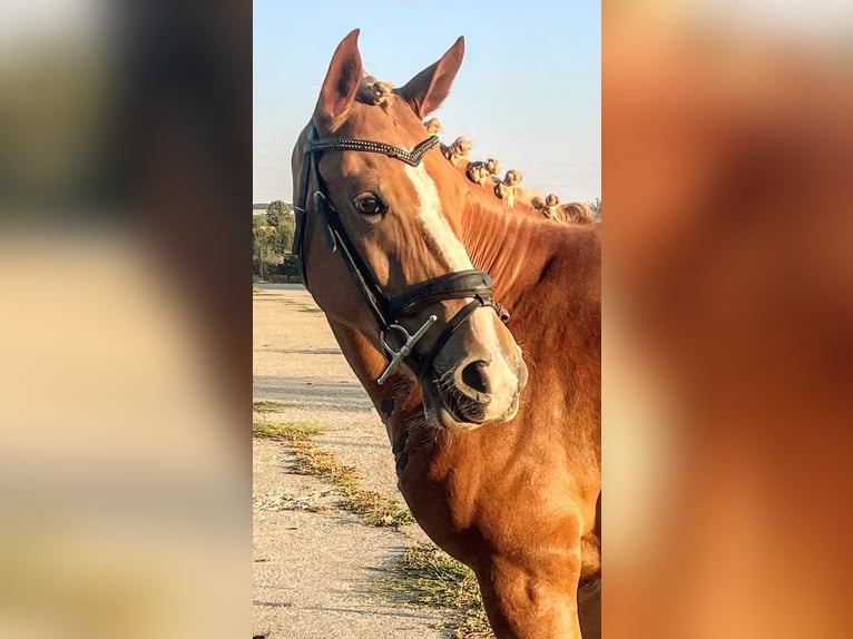 Weitere Ponys/Kleinpferde Mix Stute 5 Jahre 146 cm Fuchs in Senovo