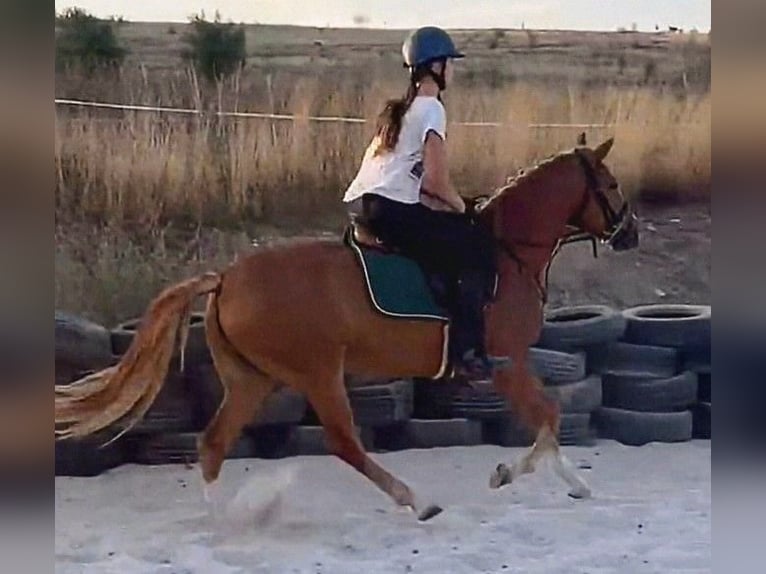 Weitere Ponys/Kleinpferde Mix Stute 5 Jahre 146 cm Fuchs in Senovo