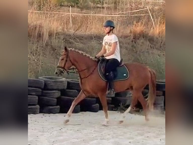 Weitere Ponys/Kleinpferde Mix Stute 5 Jahre 146 cm Fuchs in Senovo