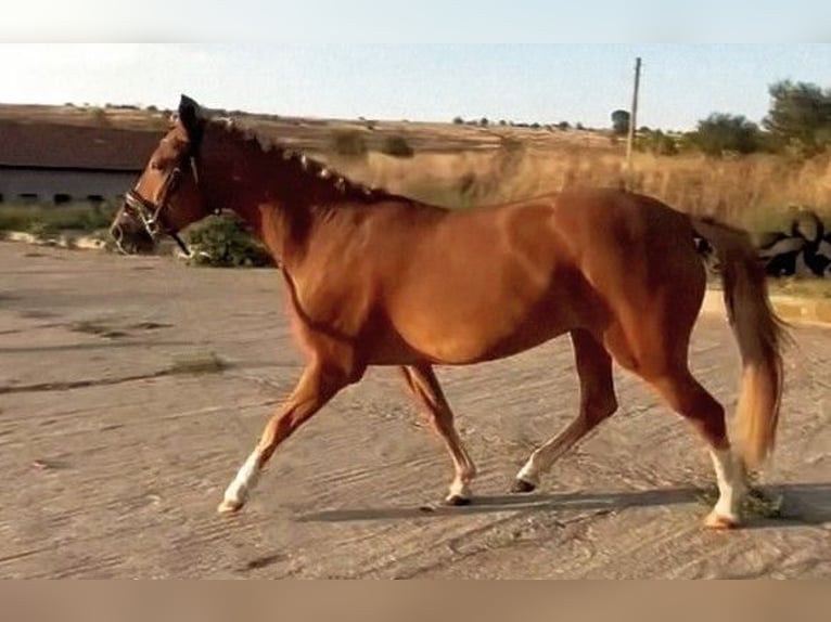 Weitere Ponys/Kleinpferde Mix Stute 5 Jahre 146 cm Fuchs in Senovo