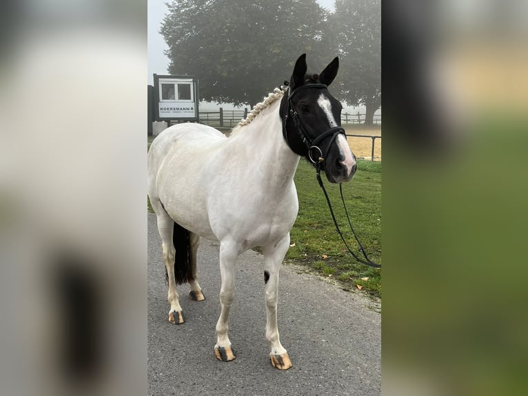 Weitere Ponys/Kleinpferde Stute 5 Jahre 146 cm Schecke in Bad Bentheim