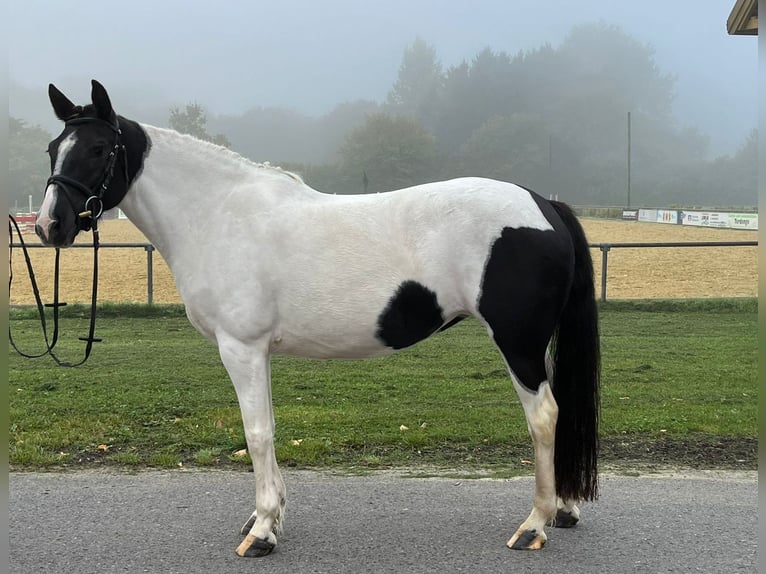 Weitere Ponys/Kleinpferde Stute 5 Jahre 146 cm Schecke in Bad Bentheim