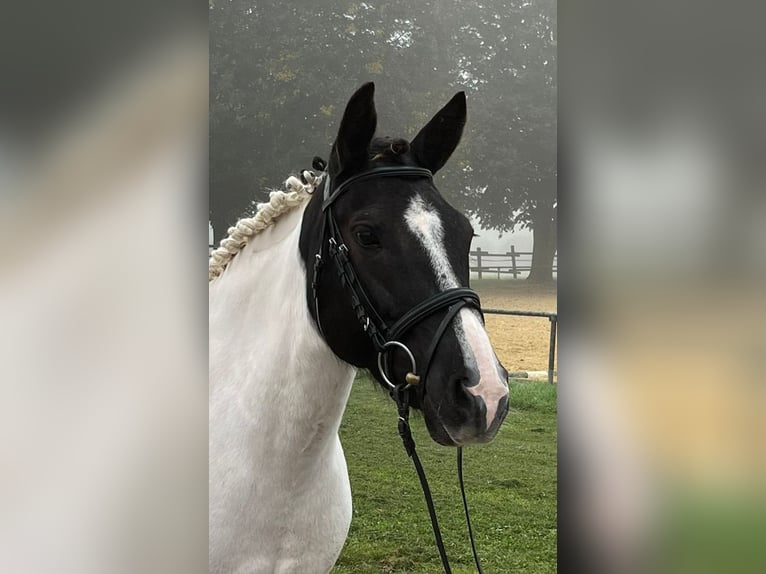 Weitere Ponys/Kleinpferde Stute 5 Jahre 146 cm Schecke in Bad Bentheim