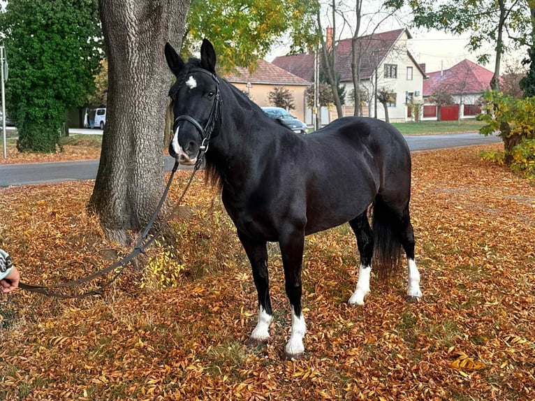 Weitere Ponys/Kleinpferde Stute 5 Jahre 147 cm Rappe in Csabaszabadi